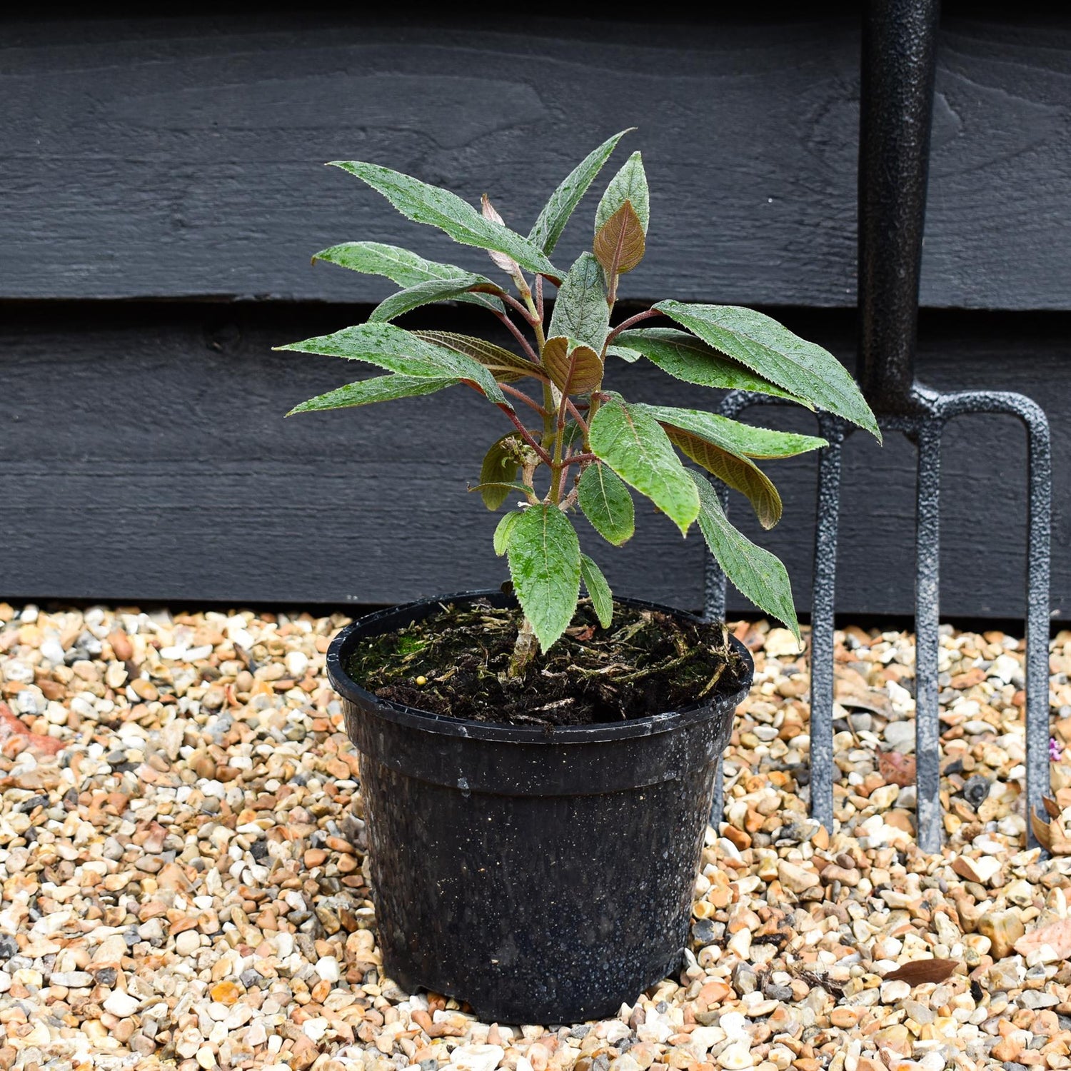 Hydrangea aspera 'Hot Chocolate' - Height 20-30cm - Bushy - 2lt