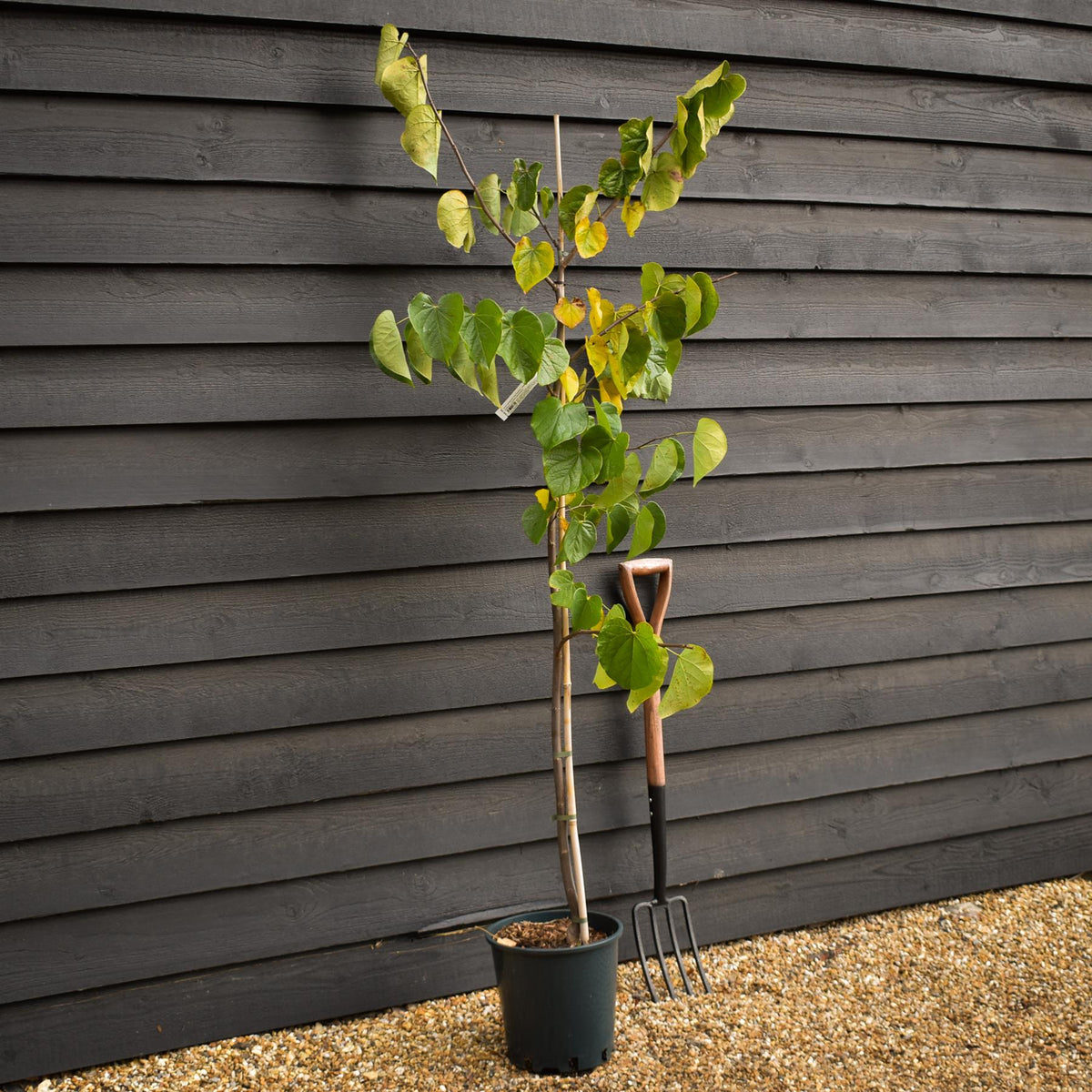 Cercis canadensis 'Pink PomPom' - Height 160-180cm - Bushy - 12lt