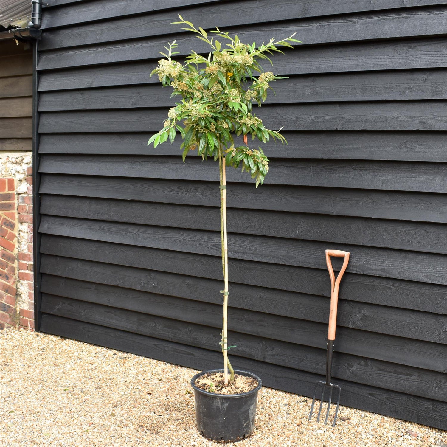 Cotoneaster x watereri - Clear Stem - Height 200-220cm - 20lt