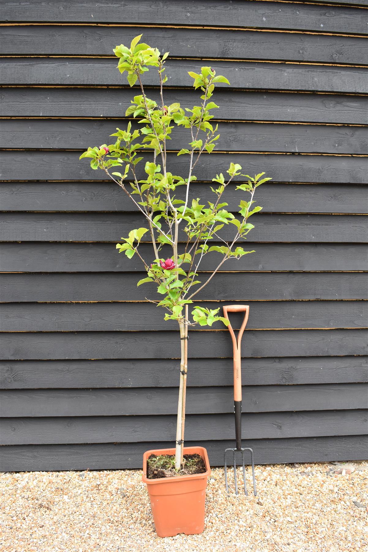 Magnolia Genie 1/4 Standard | Magnolia Genie - 165-210cm, 18lt