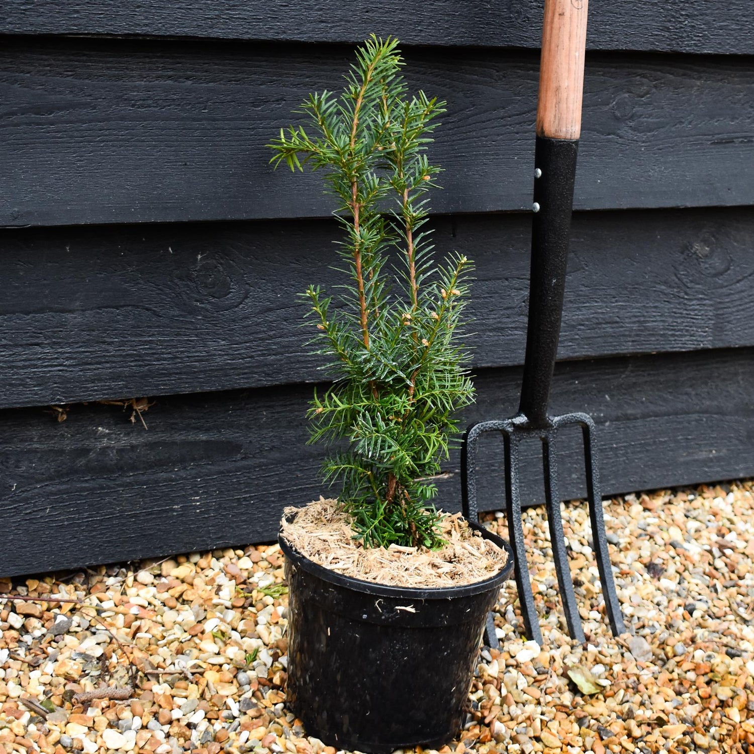 Taxus Media Densiformis - Height 30-60cm - 3lt