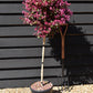 Loropetalum chinense Black Pearl | Chinese Fringe Flower - Clear Stem 120cm - Half Standard - Height 170cm - 15lt