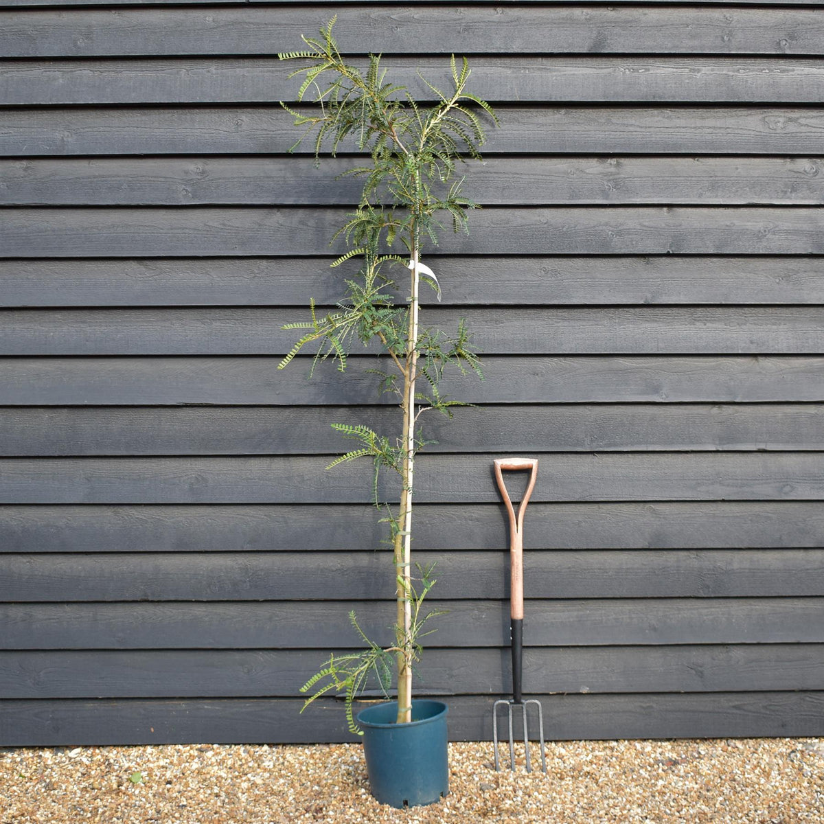 Sophora microphylla 'Sun King' - Height 190-210 - 12lt