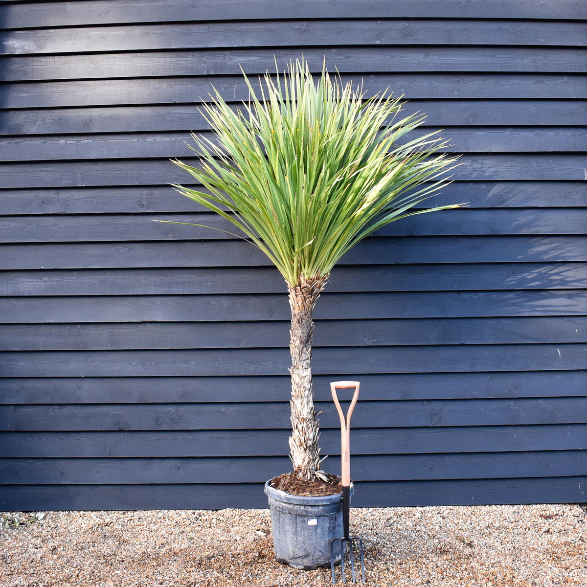 cabbage palm house plant Cordyline australis | Cabbage Palm - Stem 100-120cm