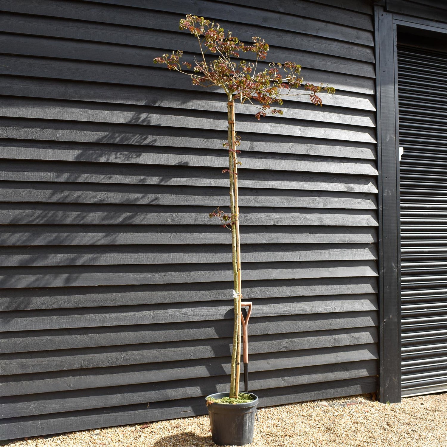 Albizia Julibrissin Summer Chocolate | Silk Tree - Clear Stem - Girth 6-8cm - Height 250-270cm - 30lt