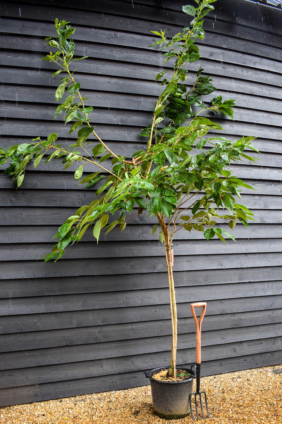 Flowering Cherry | Prunus Shirotae - Height 220-250cm - Girth 10-14cm - 35lt