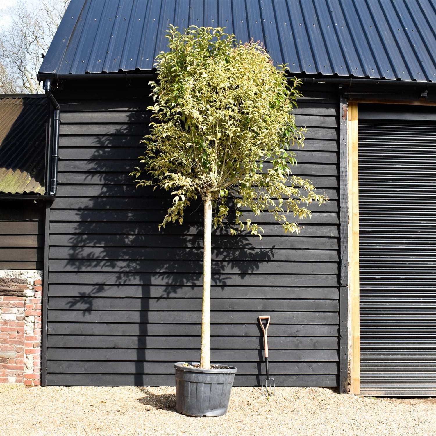 Ligustrum ovalifolium 'Aureum' | Golden Privet Standard, Clear Stem - Girth 20-25cm - 340-360cm, 110-130lt