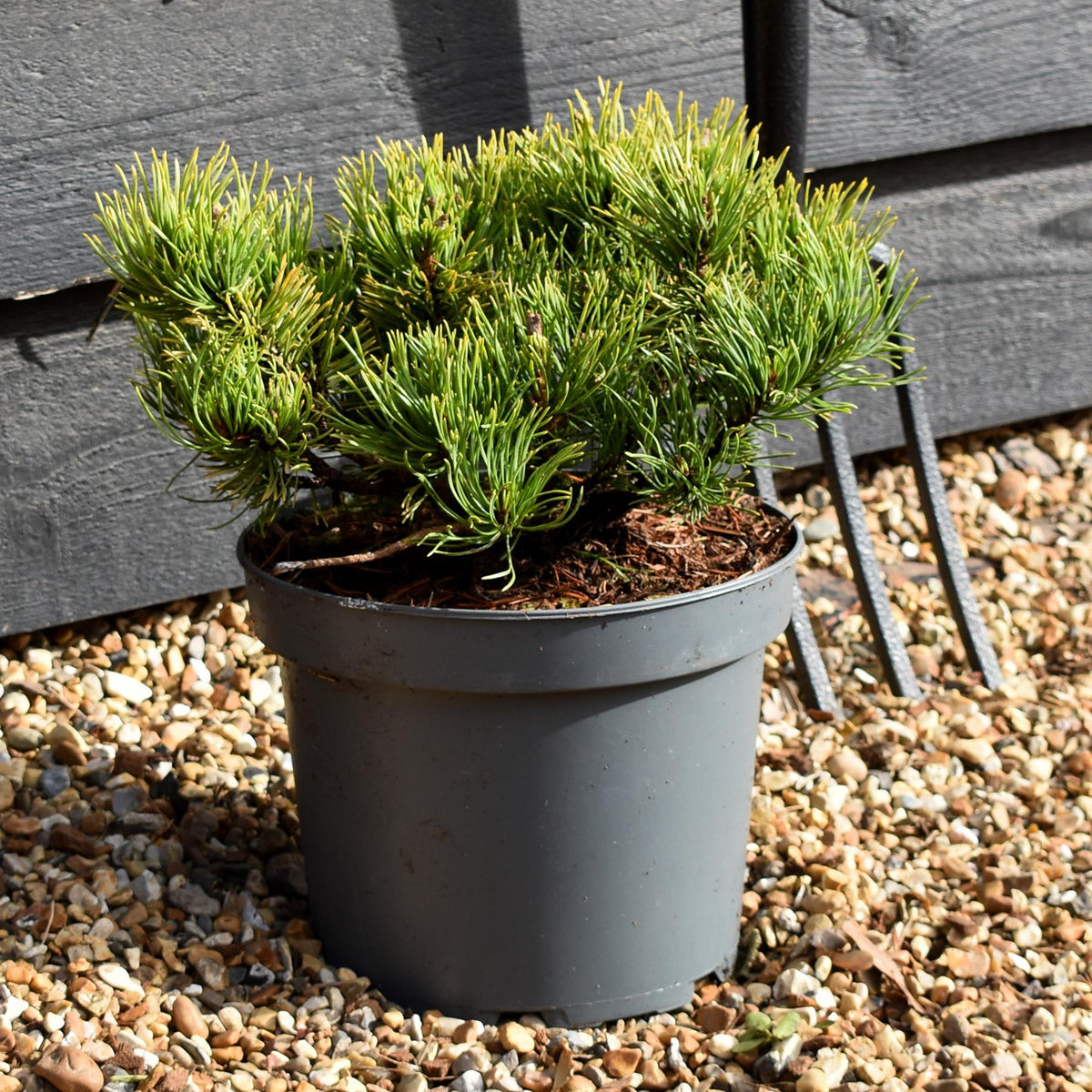 Pinus mugo 'Wintergold' | Golden mountain pine - Height 20-30cm - 5lt