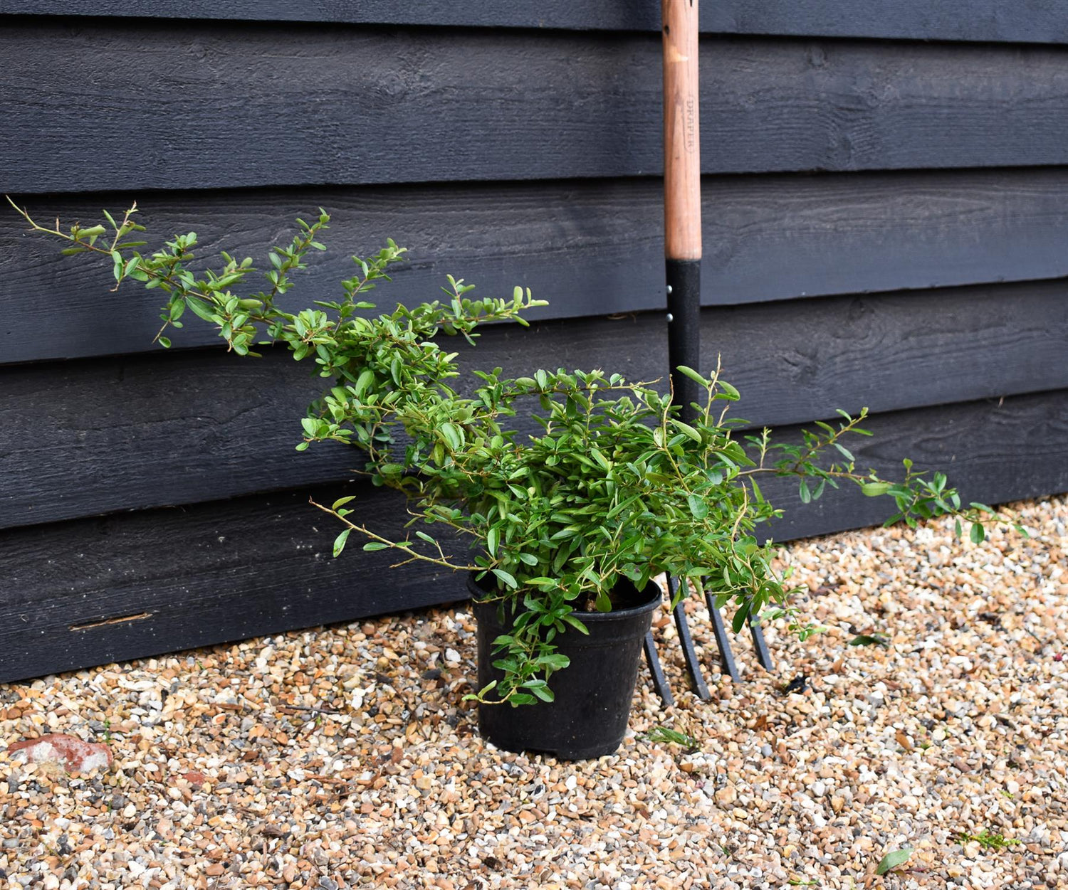 Pyracantha Golden Paradise - Shrub - Height 30-50cm - 10lt