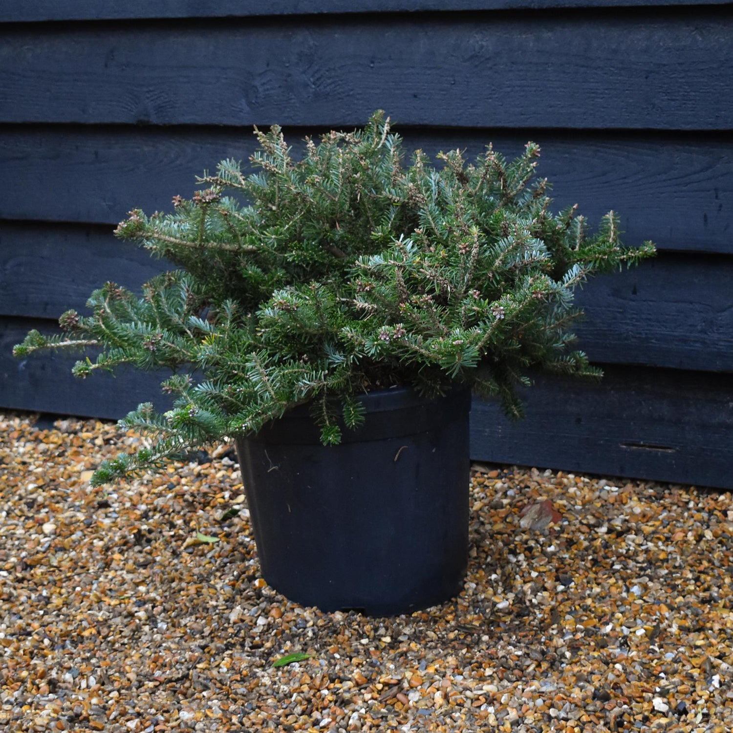 Abies koreana | Korean fir - Height 60cm - Width 30-40cm - 18lt