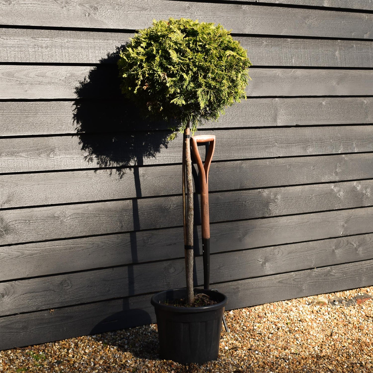 Cuprocyparis leylandii 'Gold Rider' 1/4 Standard - Clear Stem 80cm - Height 125cm - 20lt