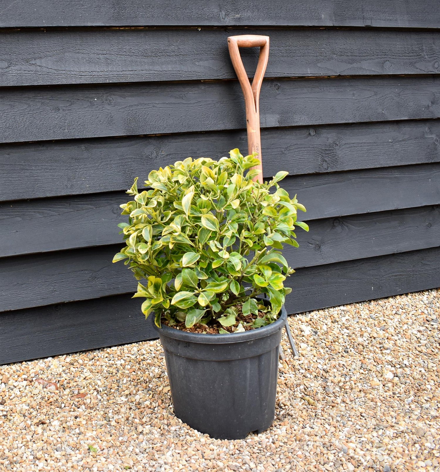 Euonymus japonicus 'Aureus' - Ball - Height 50-60cm - Width 40-50cm - 18lt