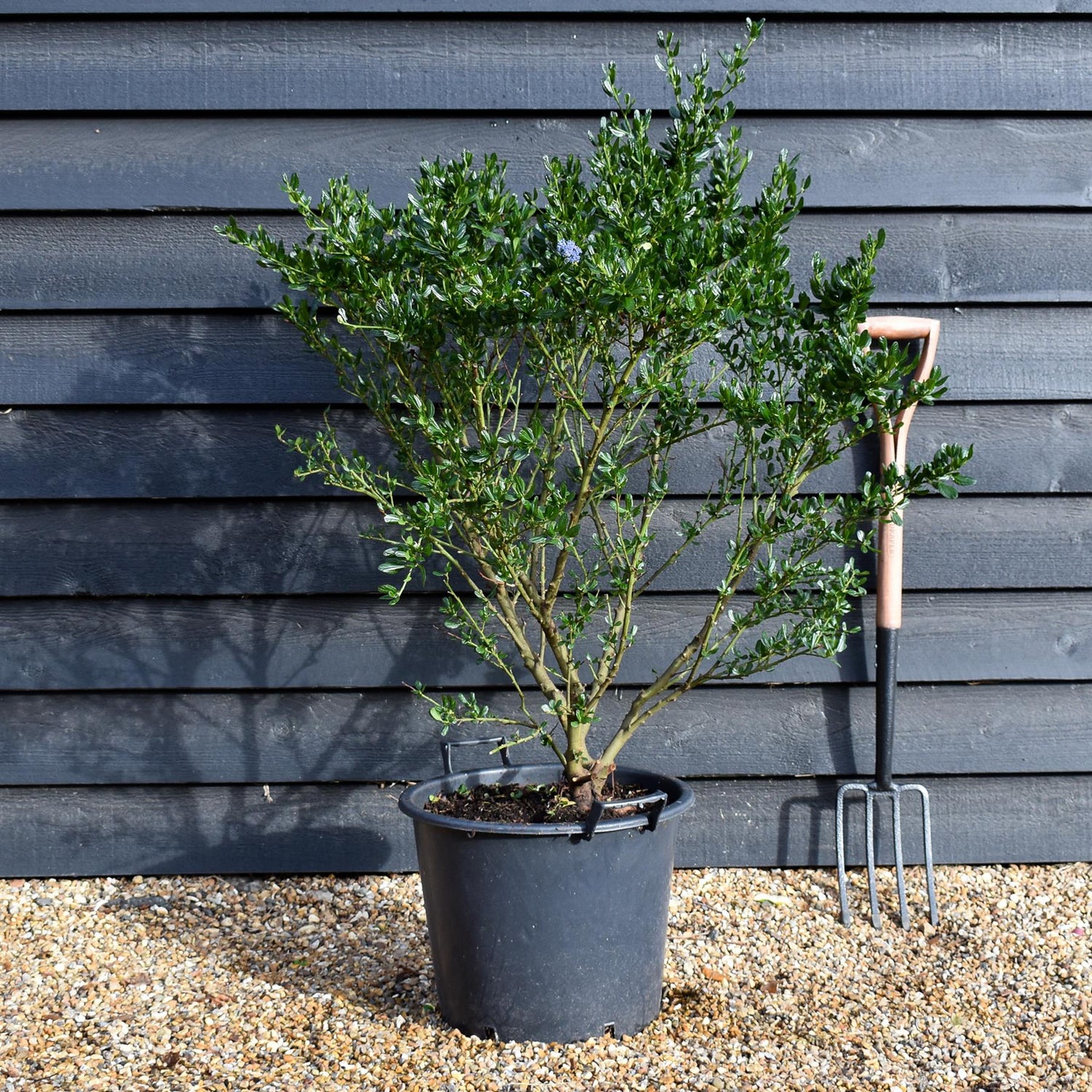 Ceanothus 'Victoria' - Bush - Height - 120-150cm - 30lt