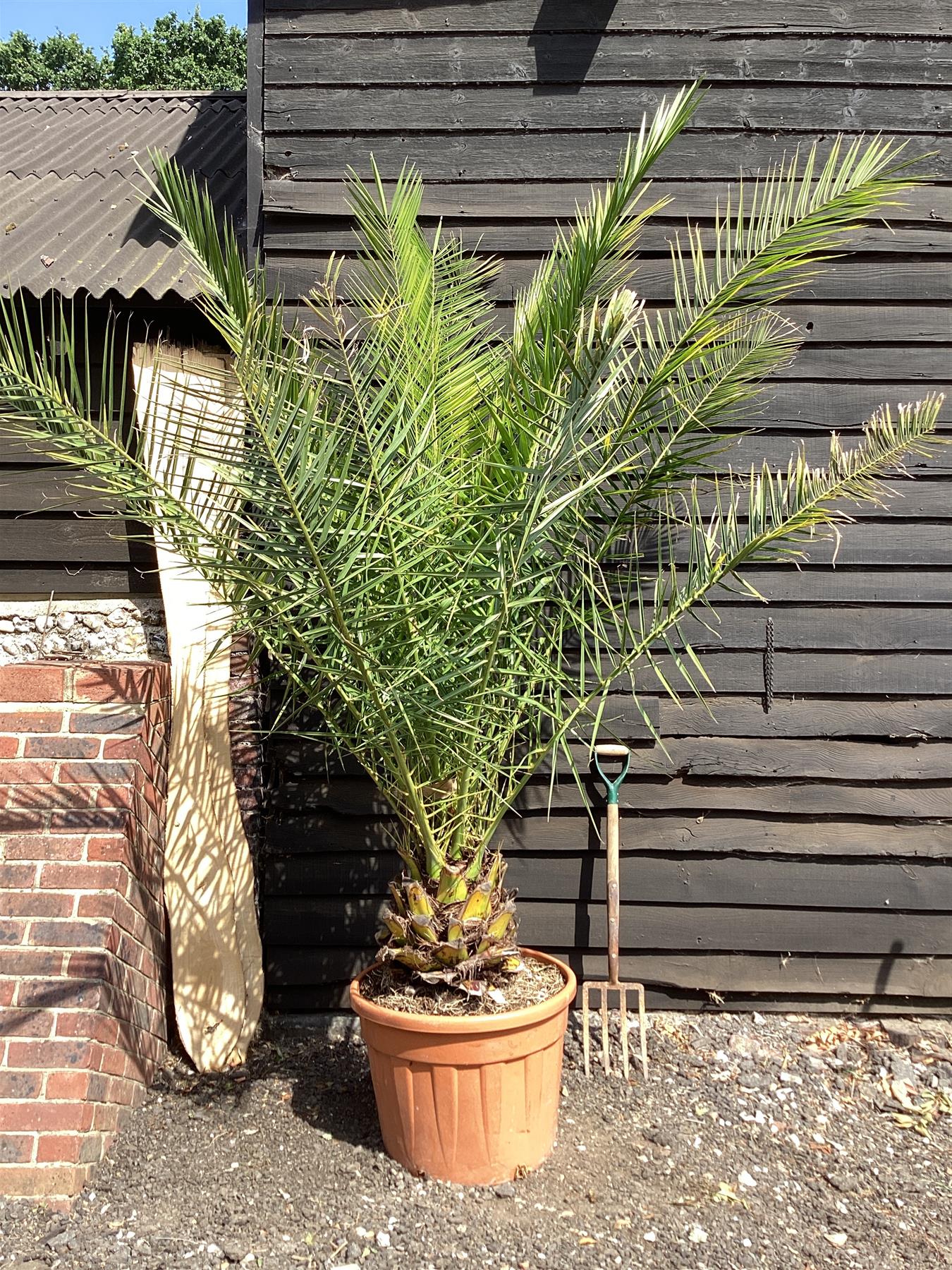 Phoenix canariensis | Canary Island Date Palm - 150-170cm, 70lt