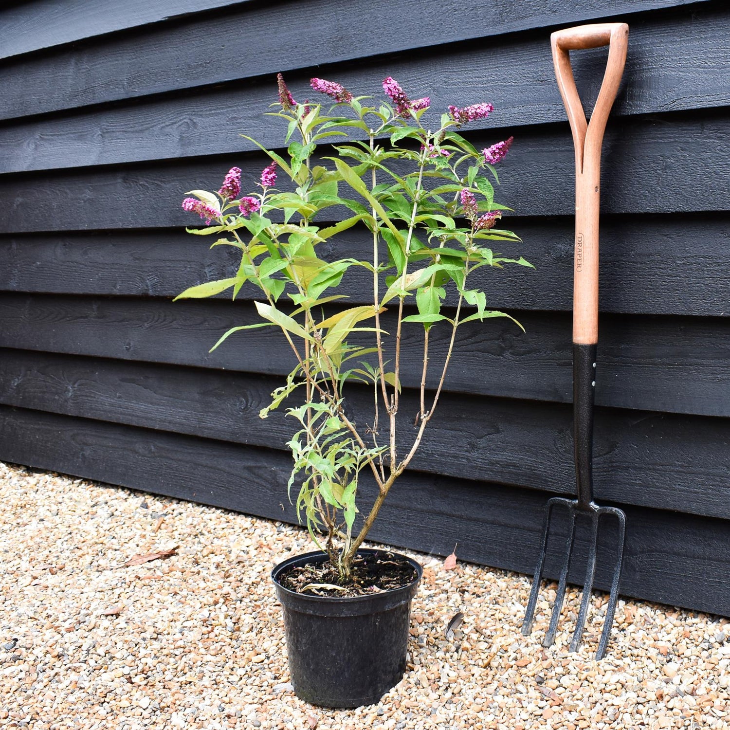 Buddleja |Butterfly Bush - Pink - Height 60-80cm - 5lt