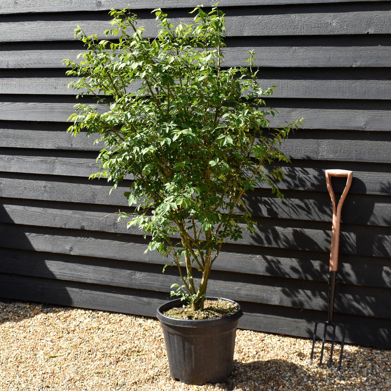 Euonymus alatus | Winged Spindle Tree - Height 120cm -30lt
