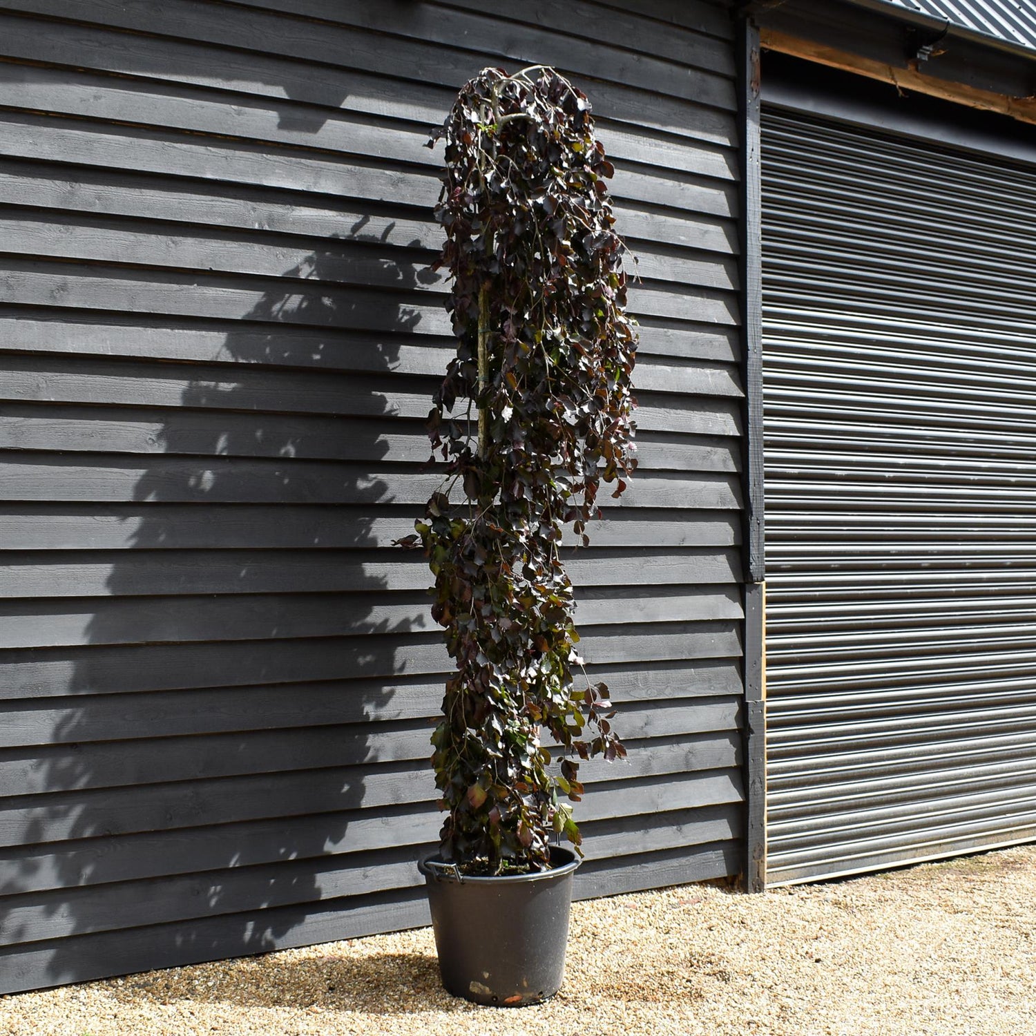 Fagus Sylvatica 'Purpurea Pendula'| Copper Beech -  Girth 8-10cm - Height 240-260cm - 70lt