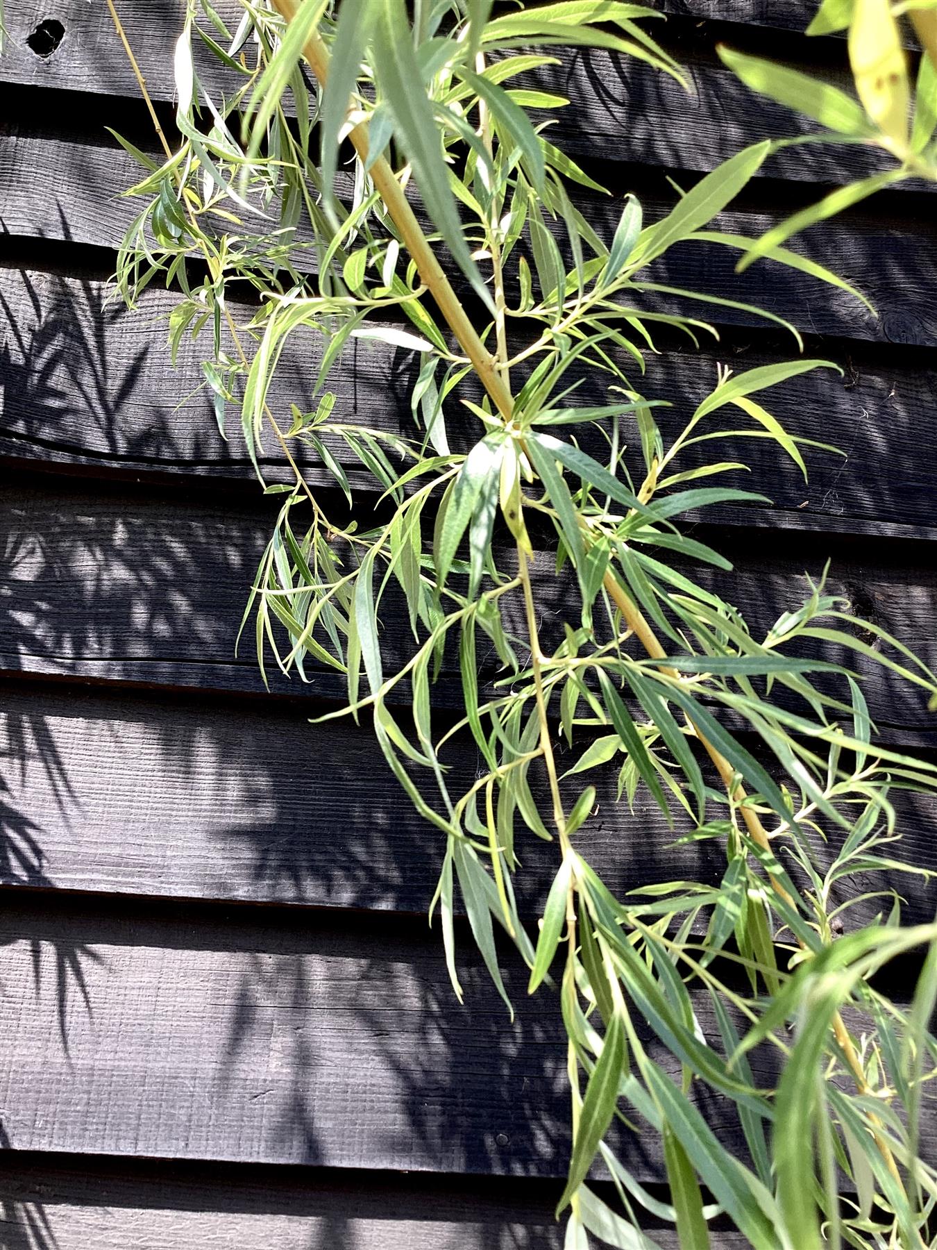 Salix Babylonica Aurea | Golden Weeping Willow - Girth 10-12cm - 300-350cm - 70lt