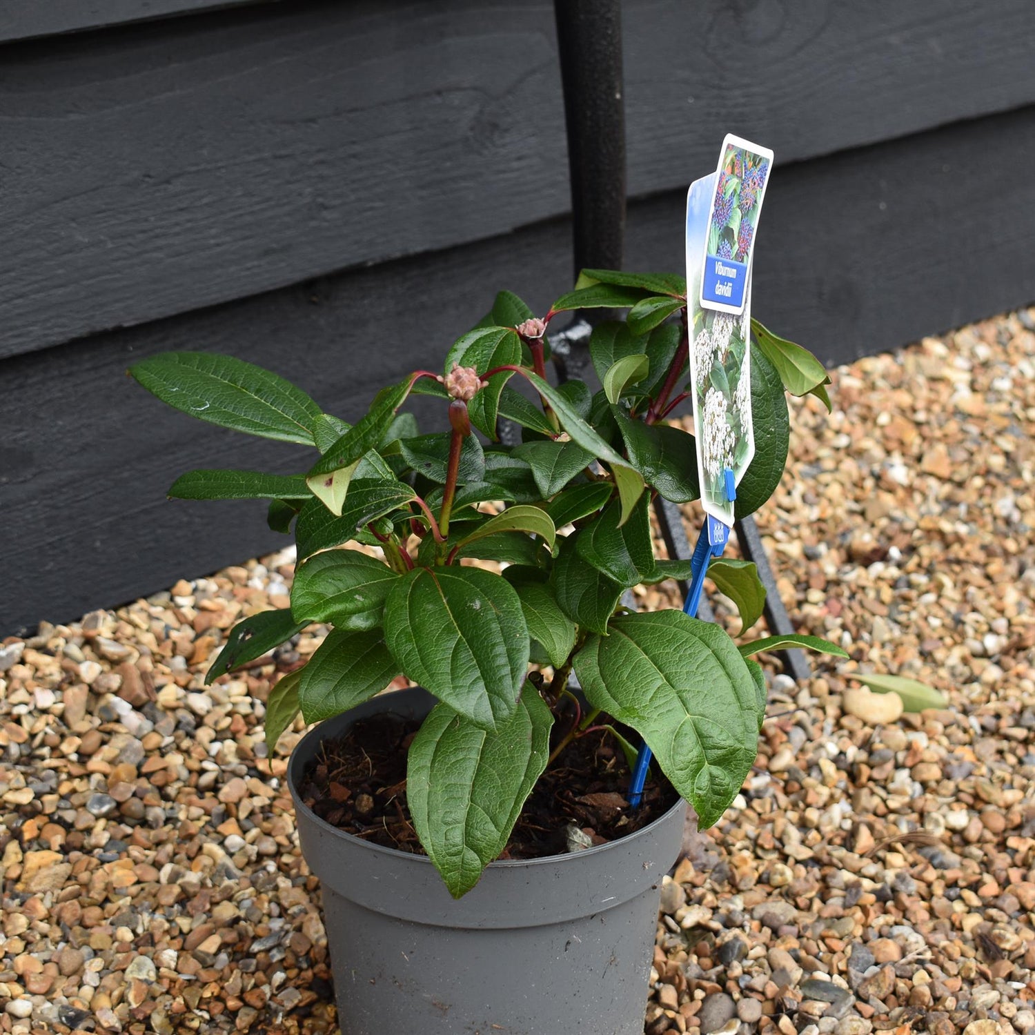 Viburnum davidii - 15-30cm - 2lt