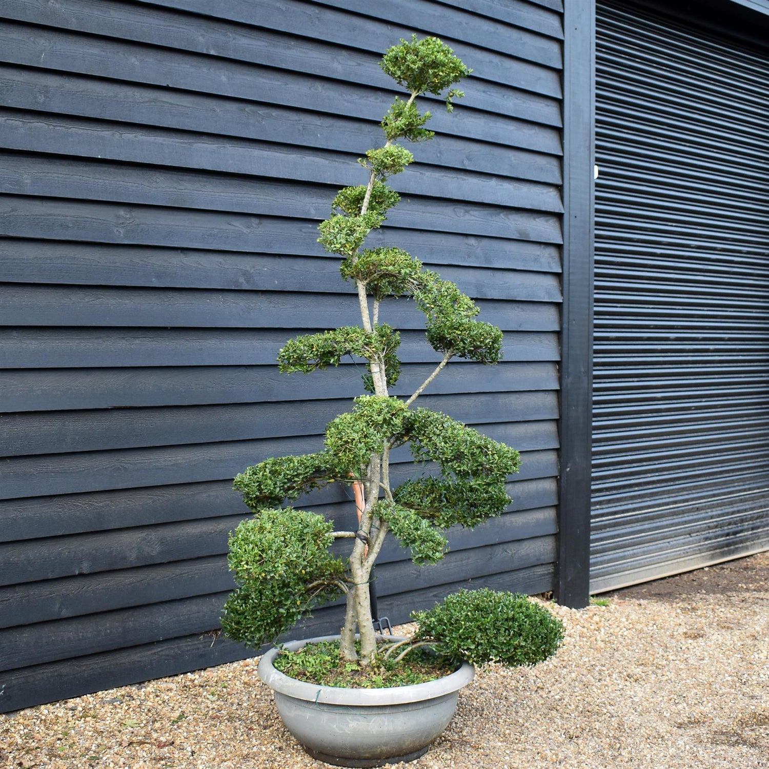 Ilex crenata Green Glory| Japanese Holly - Bonsai - Height 200-210cm - 70lt