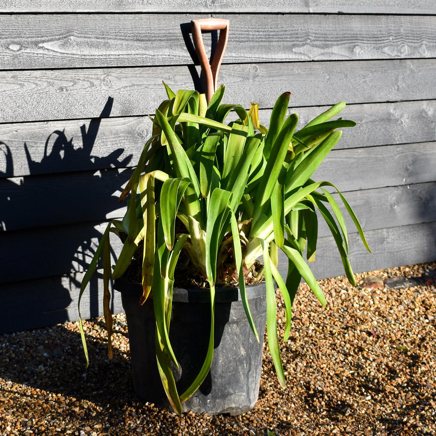 Agapanthus umbellatus 'Ovatus'| Lily of the Nile - Perennial - Height 60cm -35lt