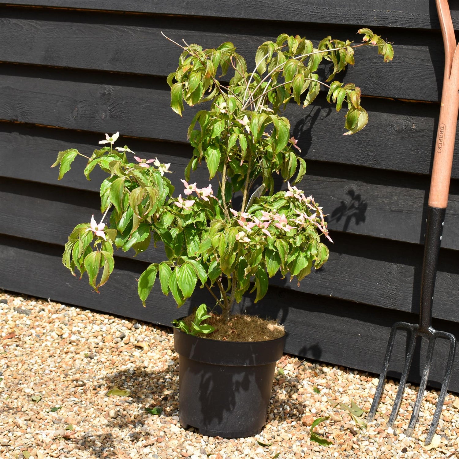 Cornus Rutgersensis Stellar Pink | Beni-Fuji Dogwood - 50-80cm - 7lt