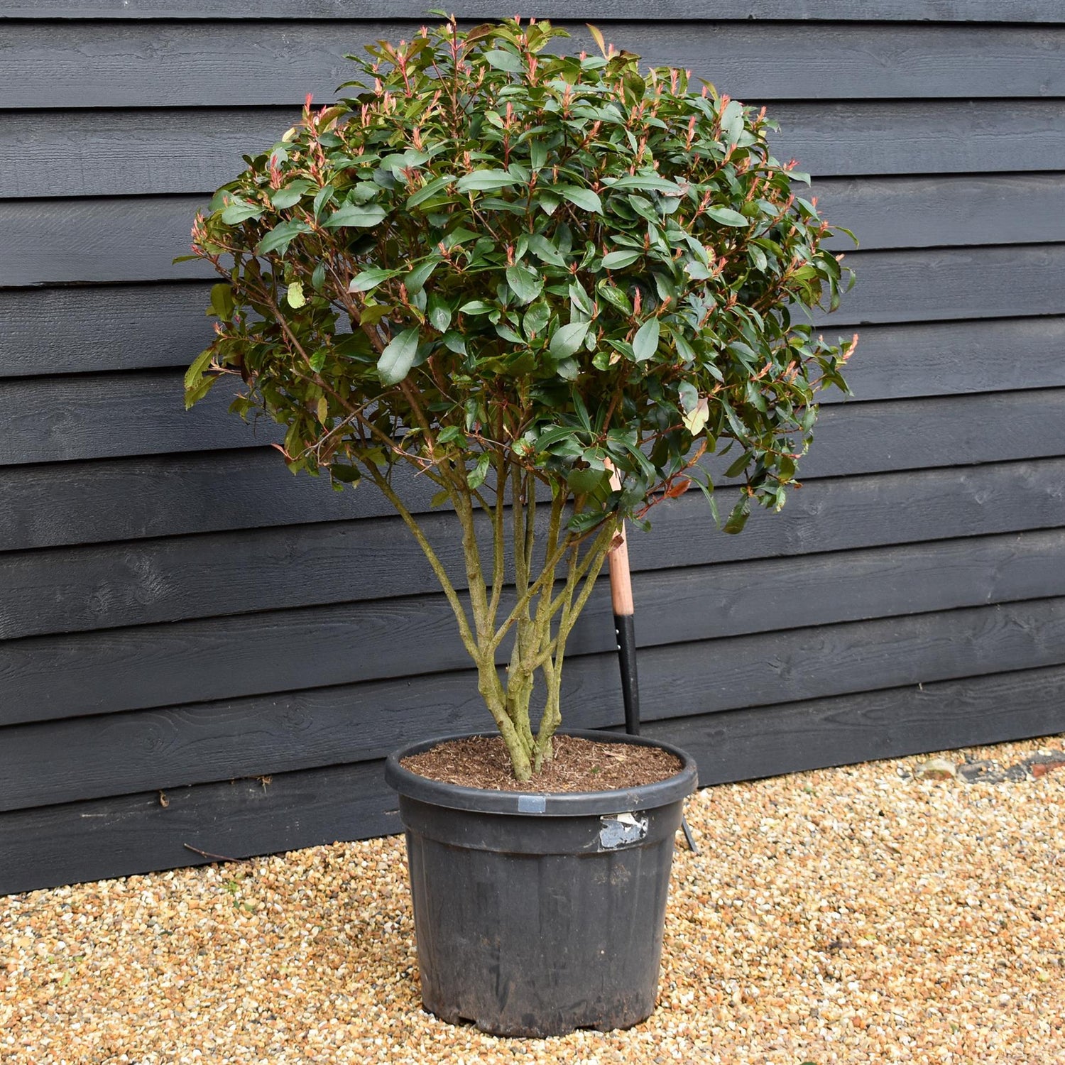 Photinia Red Robin | Christmas berry 'Little Red Robin' - Compacta  -  Multi Stem - Height 120cm - Width 110cm - 55lt