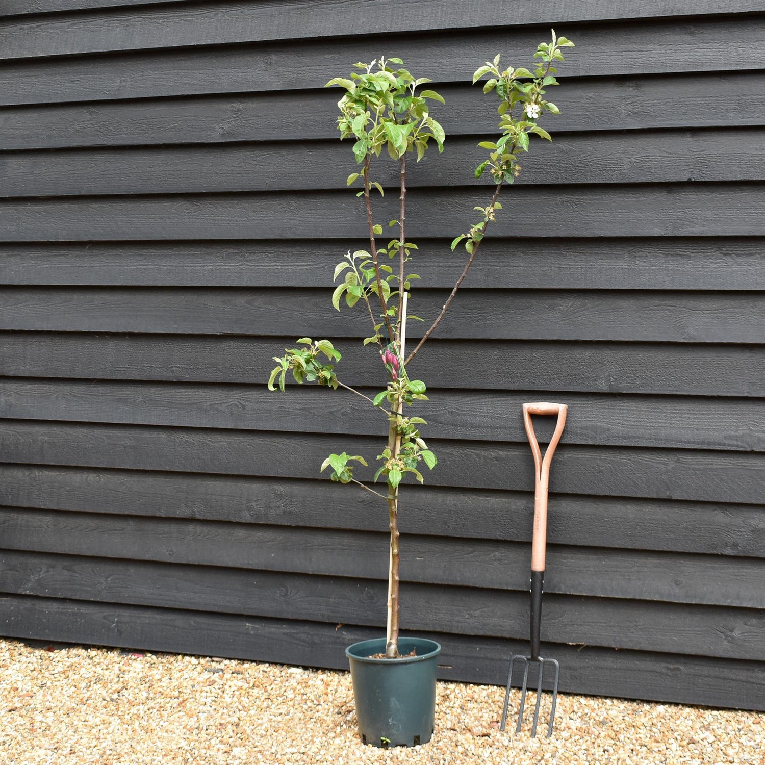 Apple tree 'Spartan' | Malus domestica - M26 - Dwarfing - Height 150-160cm - 12t