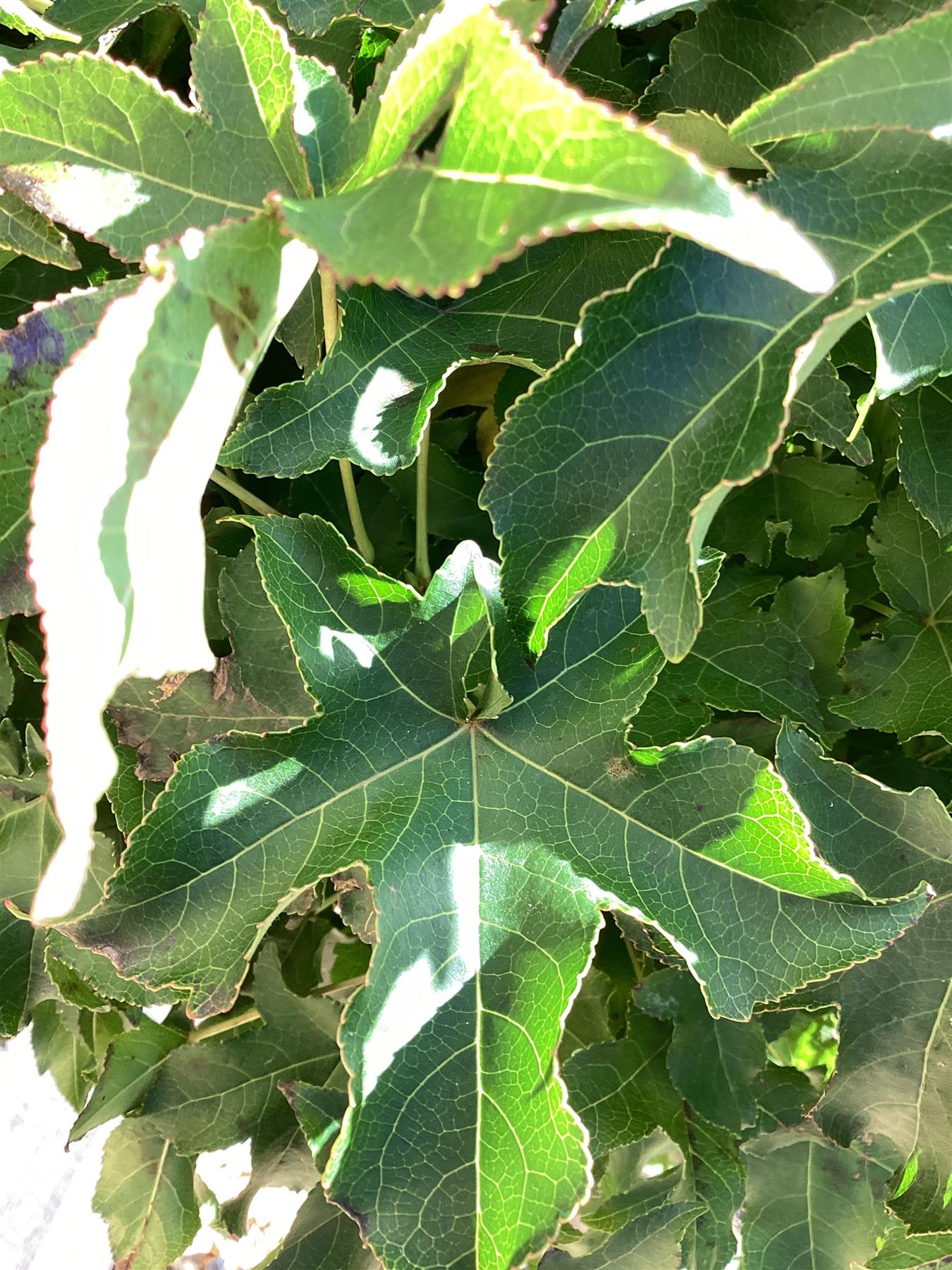 Liquidambar styraciflua 'Gum Ball' | Sweet gum 'Gum Ball' - 100-120cm, 15lt