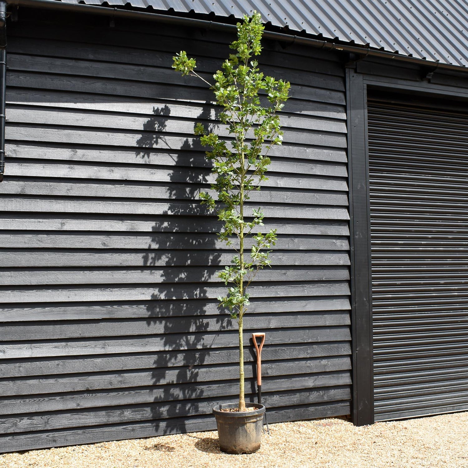 Turkey oak | Quercus cerris - Height 300-350cm - Girth 10-12cm - 45lt