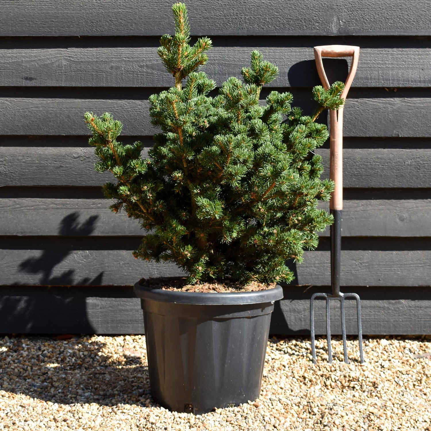 Picea pungens 'Lucky Strike'- Height 75 cm - 30lt