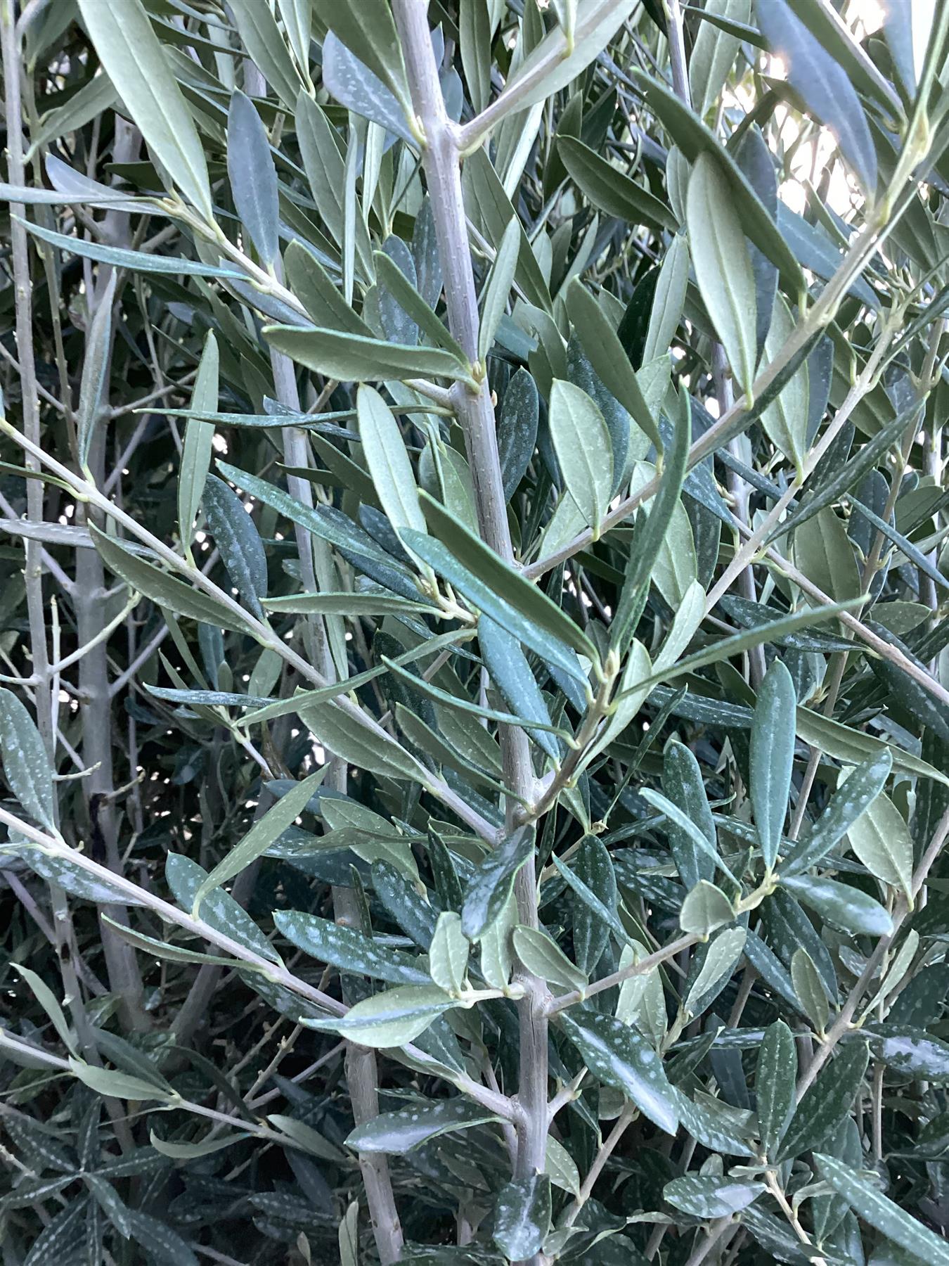 Olive Tree | Olea Europea Standard - 300-340cm - 18lt