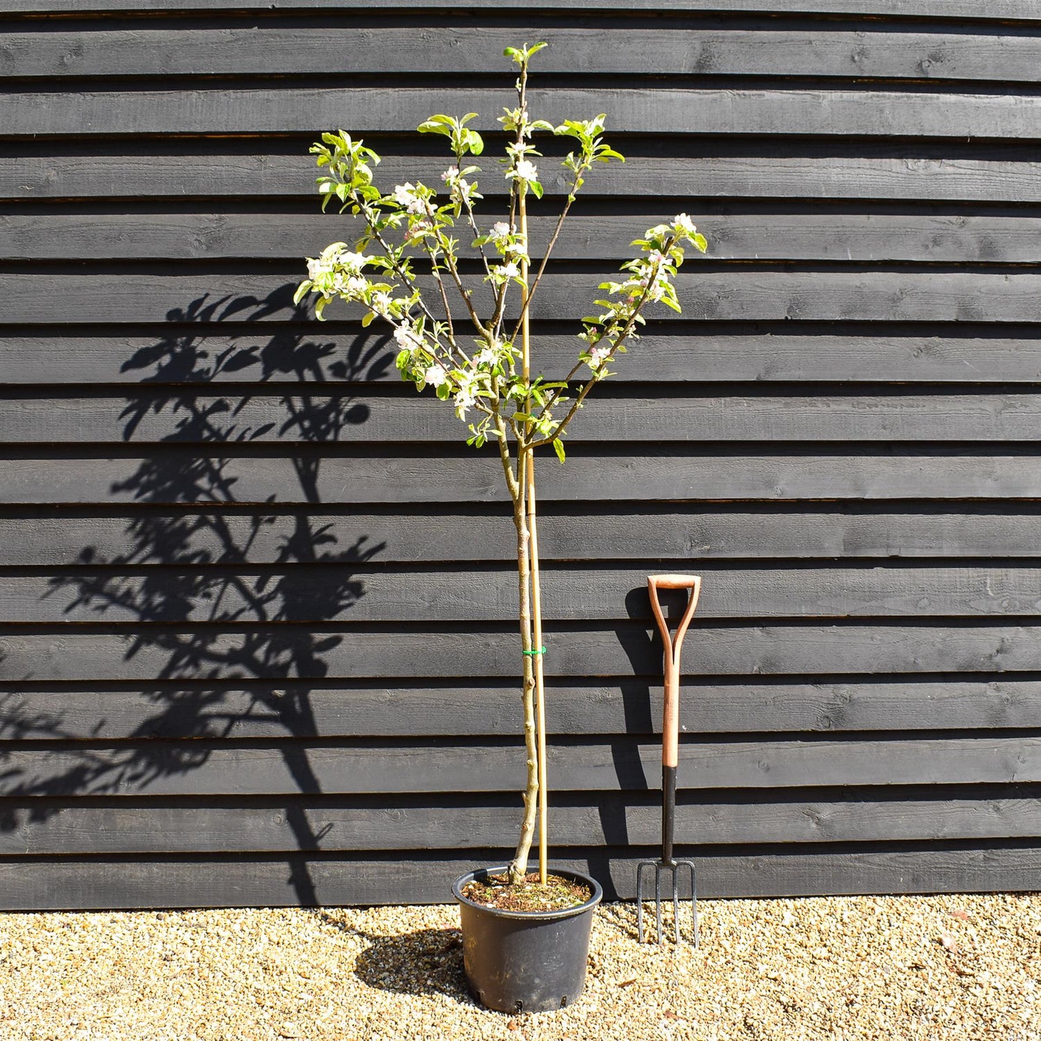 Apple tree 'Belle de Boskoop' | Malus Domestica  'Belle de Boskoop' (semi-vigorous rootstock) - Height 160-170 - 20lt