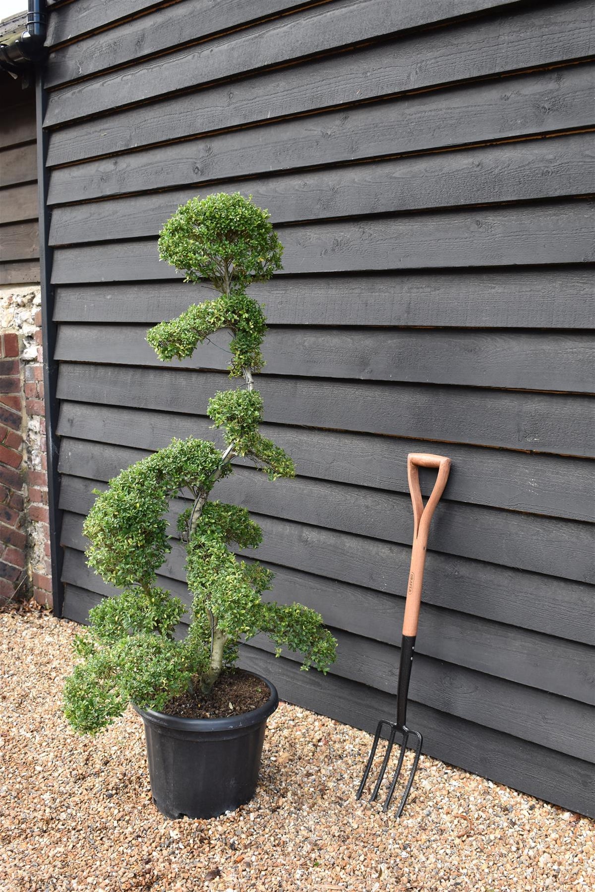 ilex crenata bonsai tree Ilex crenata| Japanese Holly - Bonsai