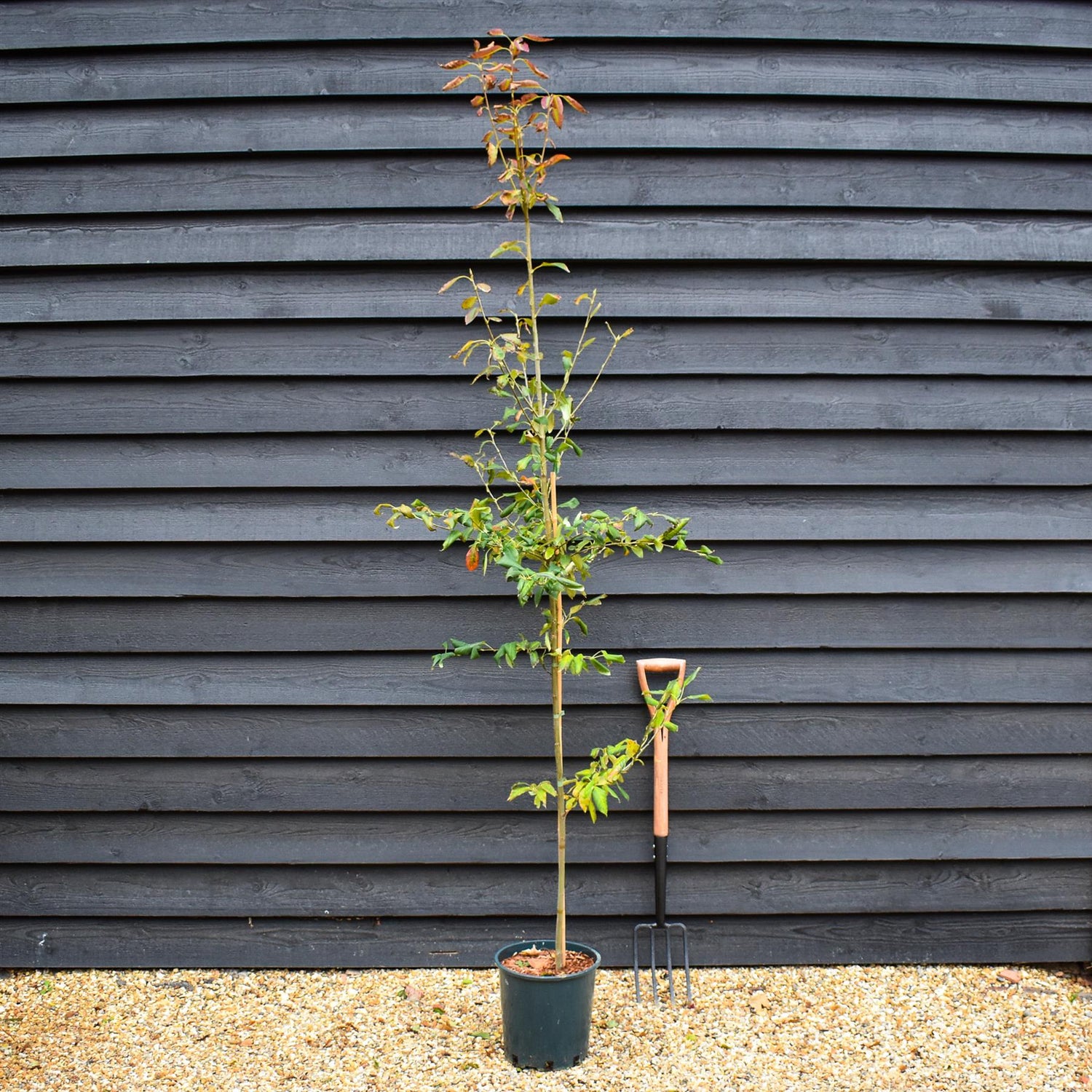 Amelanchier Ballerina - Height 220-260cm - 12lt