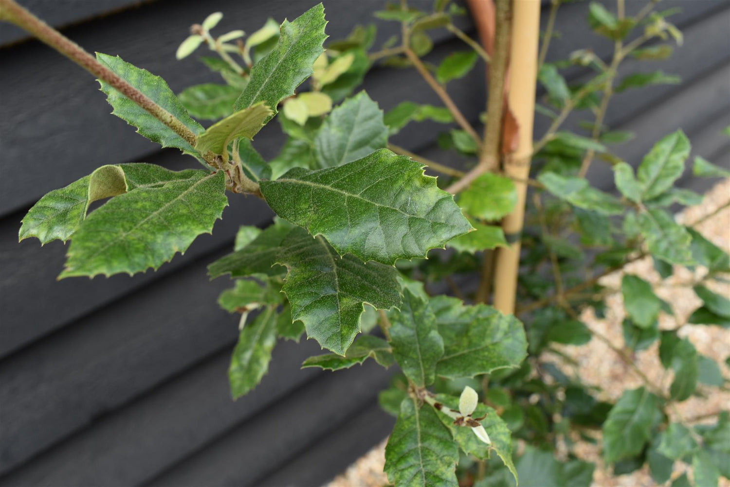 Holm Oak | Holly Oak | Quercus ilex | Holm Oak 3-4yr - Height 150-170cm - 12lt