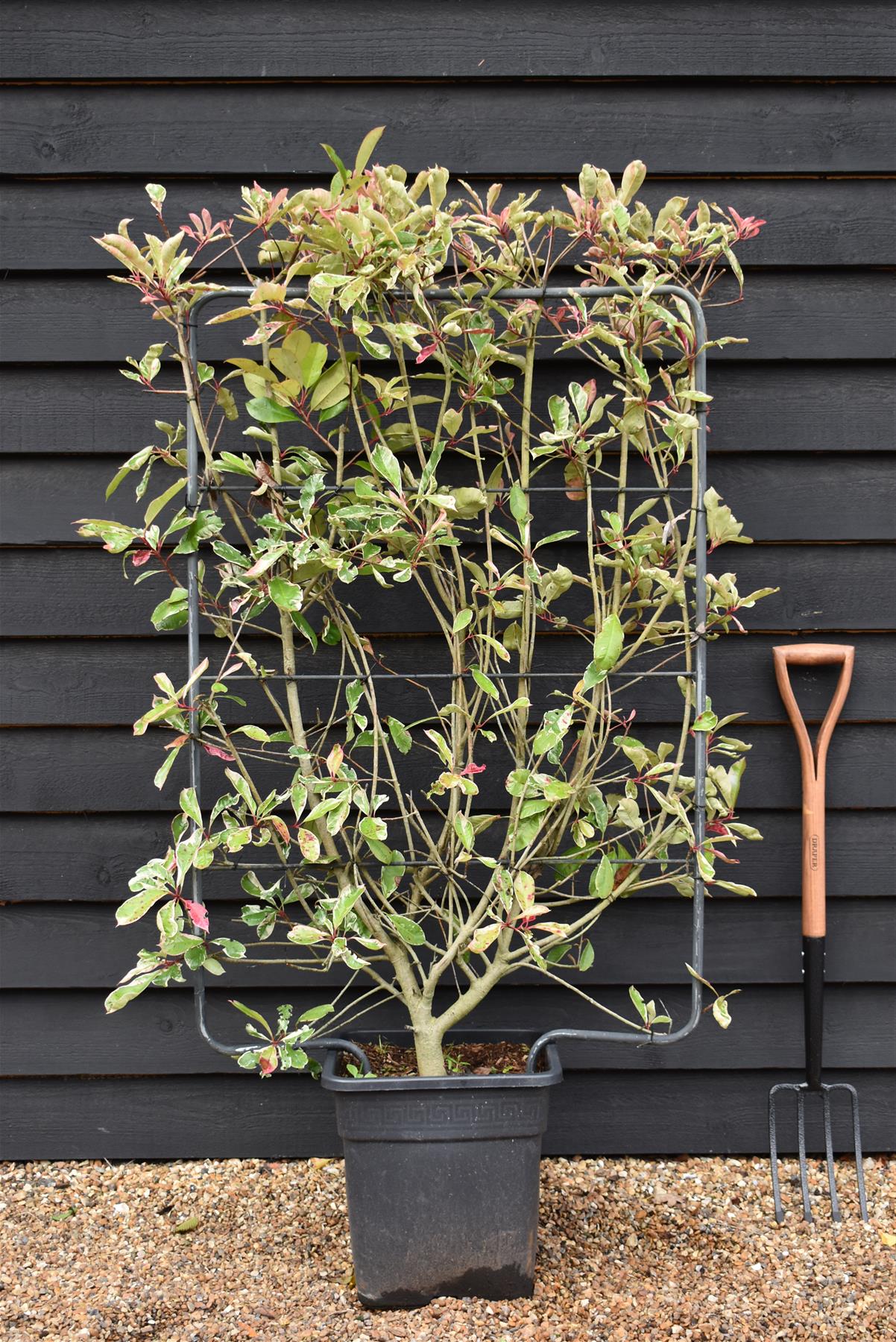 Photinia Pink Marble ('Cassini') | Christmas Berry Pink Marble - Half Frame (120cm x 80cm) - 50lt