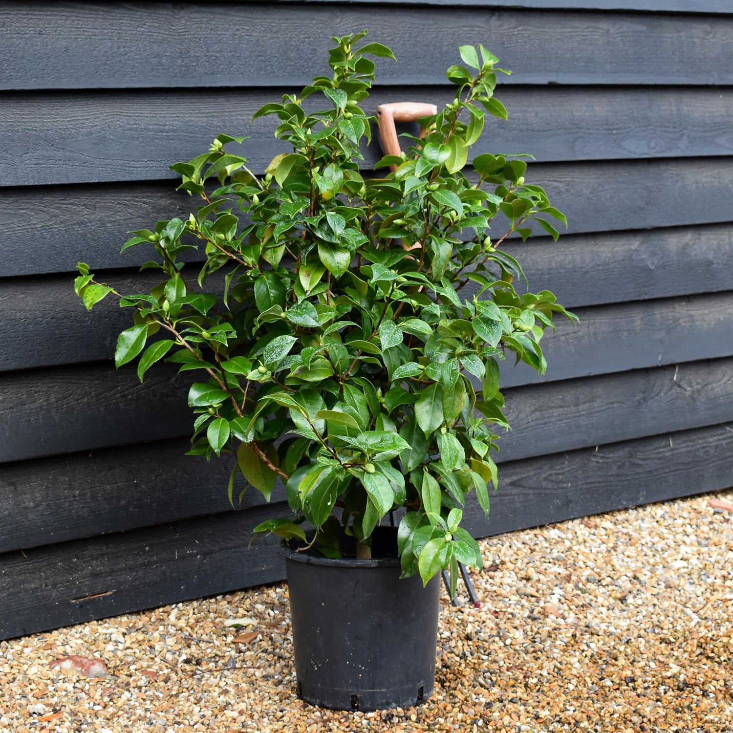 Camellia japonica 'Odoratissima' - 60-70cm - 12lt