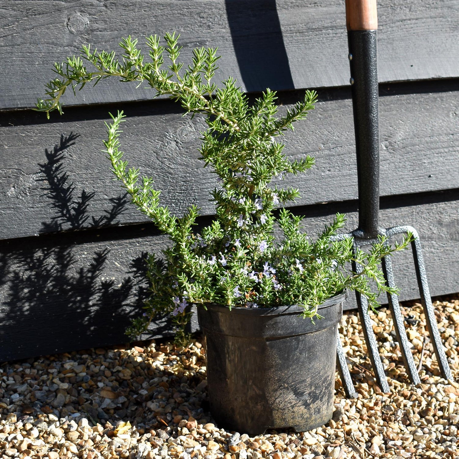 Rosemary | Rosmarinus Officinalis  'Prostratus' - Height 15-20cm - Shrub - 3lt