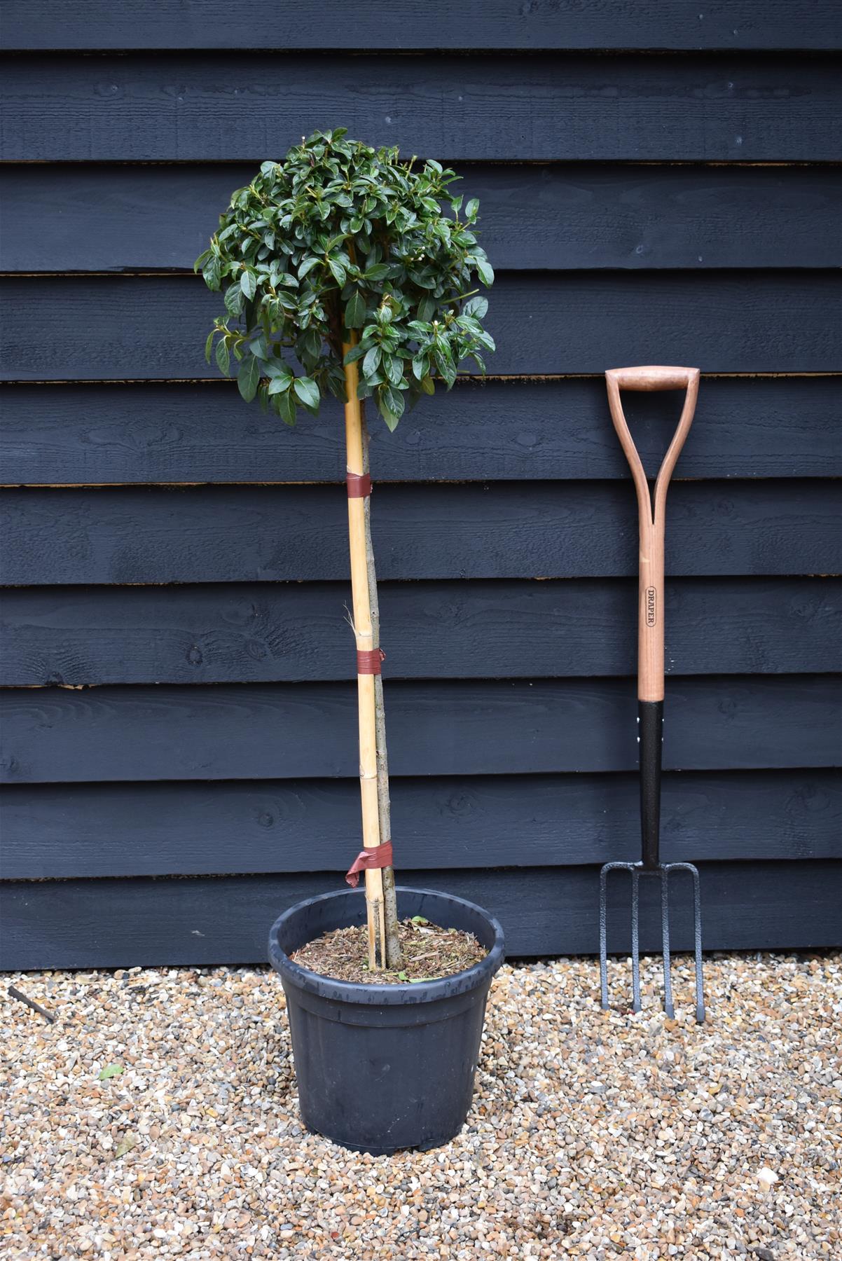 Viburnum Tinus Eve Price | Laurustinus 'Eve Price' - Single Stem - Height 110cm - 15lt