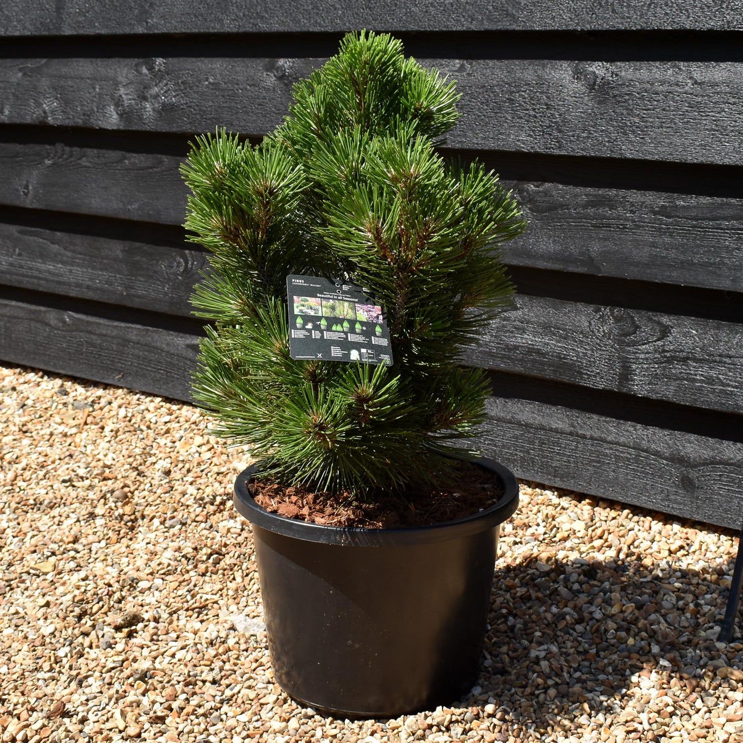 Pinus leucodermis 'Malinki' - Height - 50-60cm - 12lt