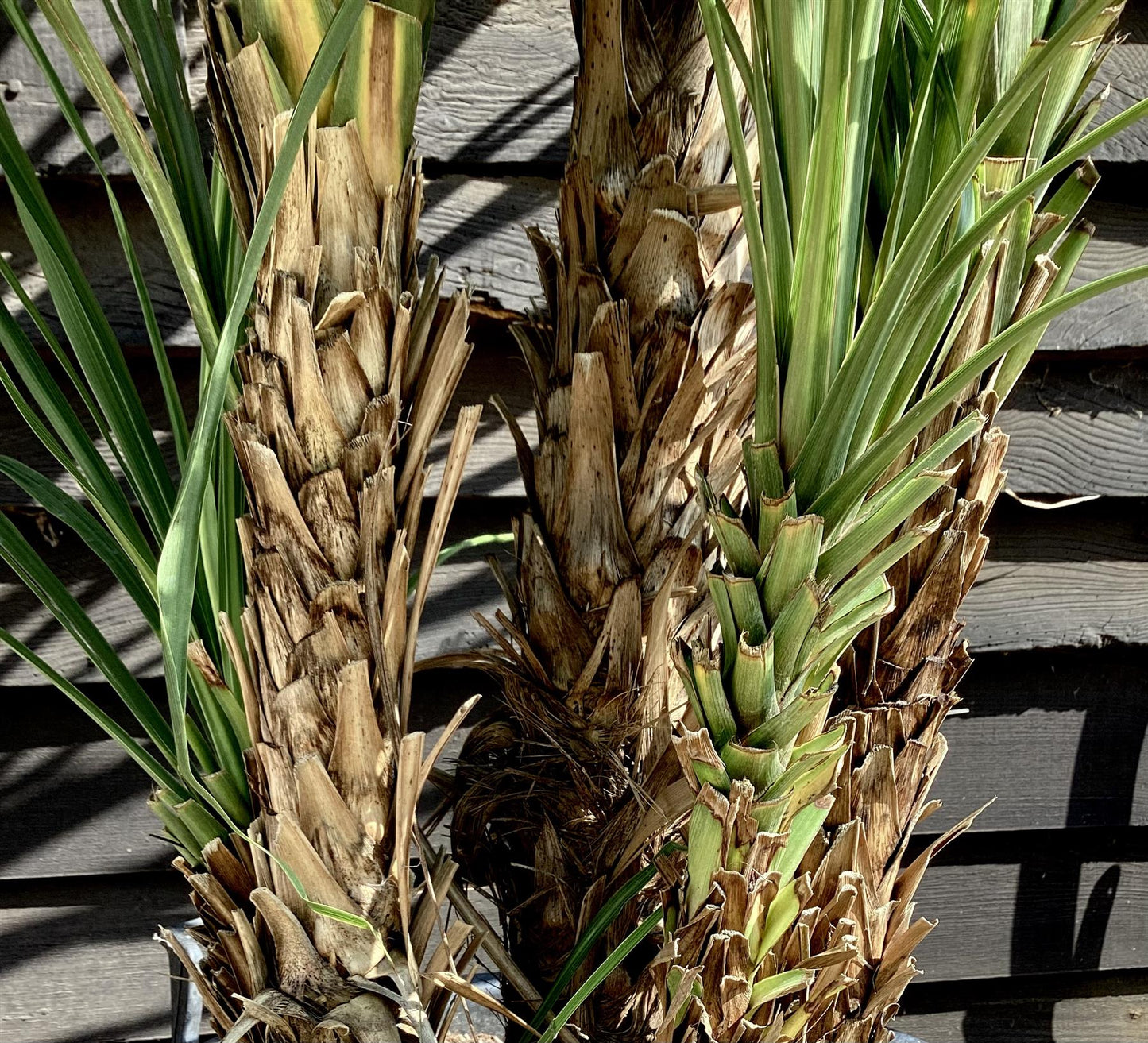 Cordyline australis (cabbage palm) | New Zealand Cabbage Palm - Multistem x 3 - Stem 90-100cm - Height 170-190cm - 110lt