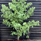 Davidia involucrata | Dove Tree - 250-270cm, 50lt