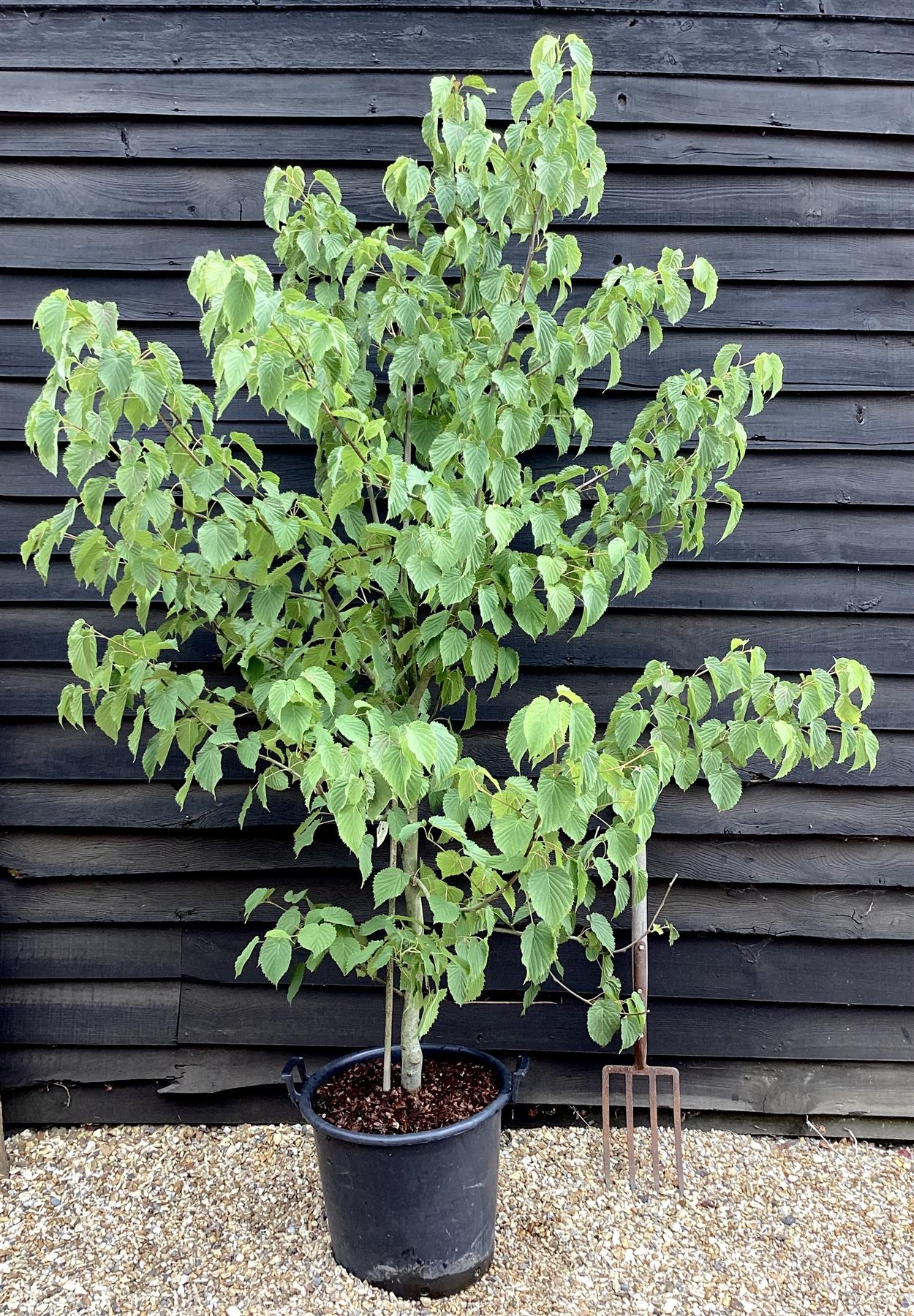 Davidia involucrata | Dove Tree - 250-270cm, 50lt