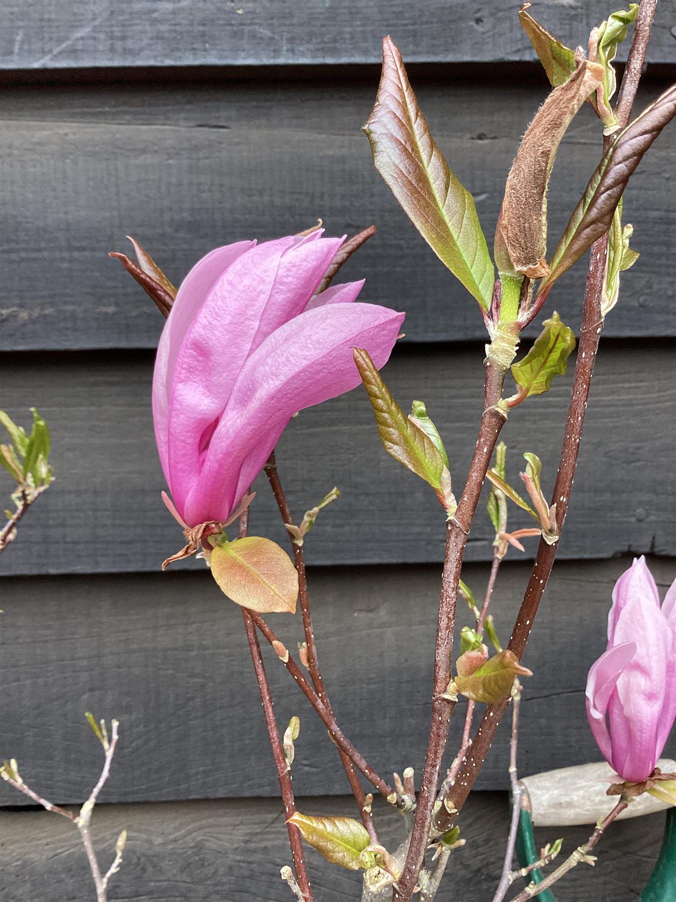 Magnolia Jane - 90-110cm, 5lt