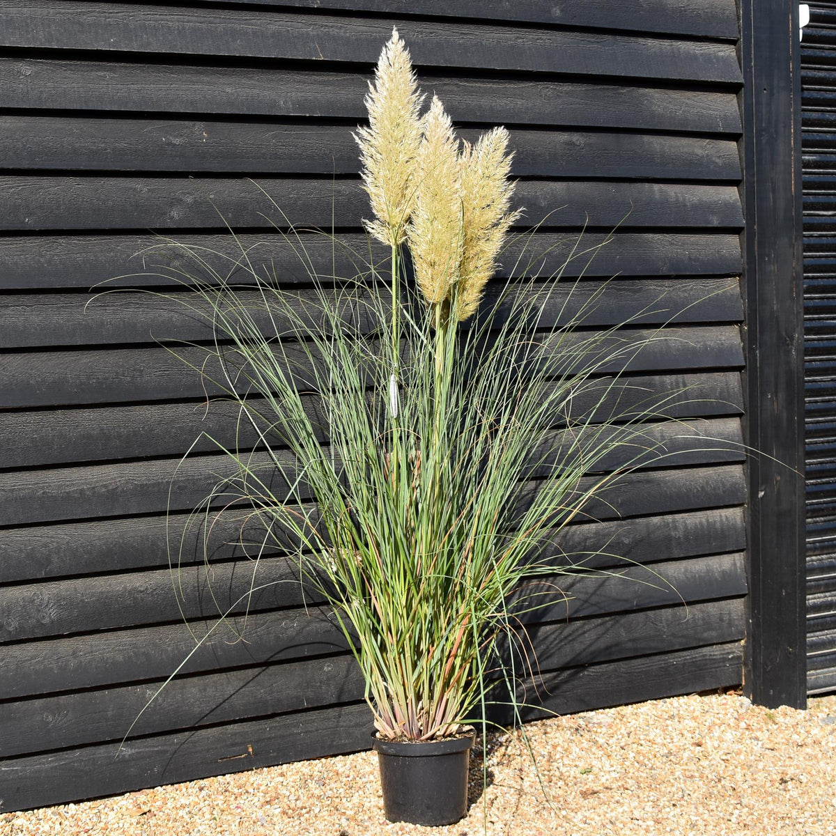 Cortaderia selloana Pumila - Pampas Grass - Height 160-200cm - 10lt