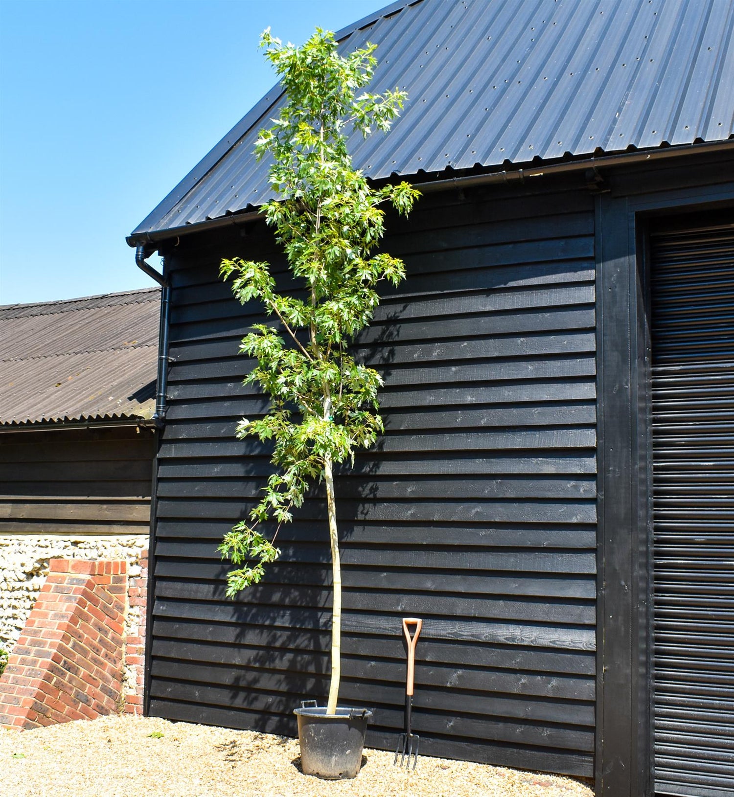 Wier maple, Silver Maple | Acer saccharinum 'Laciniatum Wieri' - Clear Stem - Height 350-400m - Girth 12-14cm - 70lt