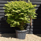 Euonymus alatus Compactus | Winged Spindle Tree - Compact - 120-140cm - 70lt