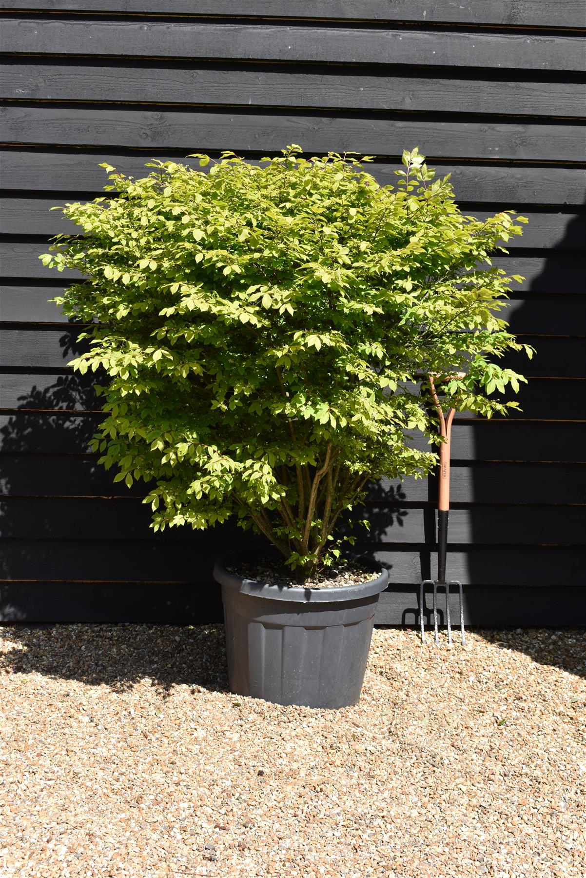 Euonymus alatus Compactus | Winged Spindle Tree - Compact - 120-140cm - 70lt