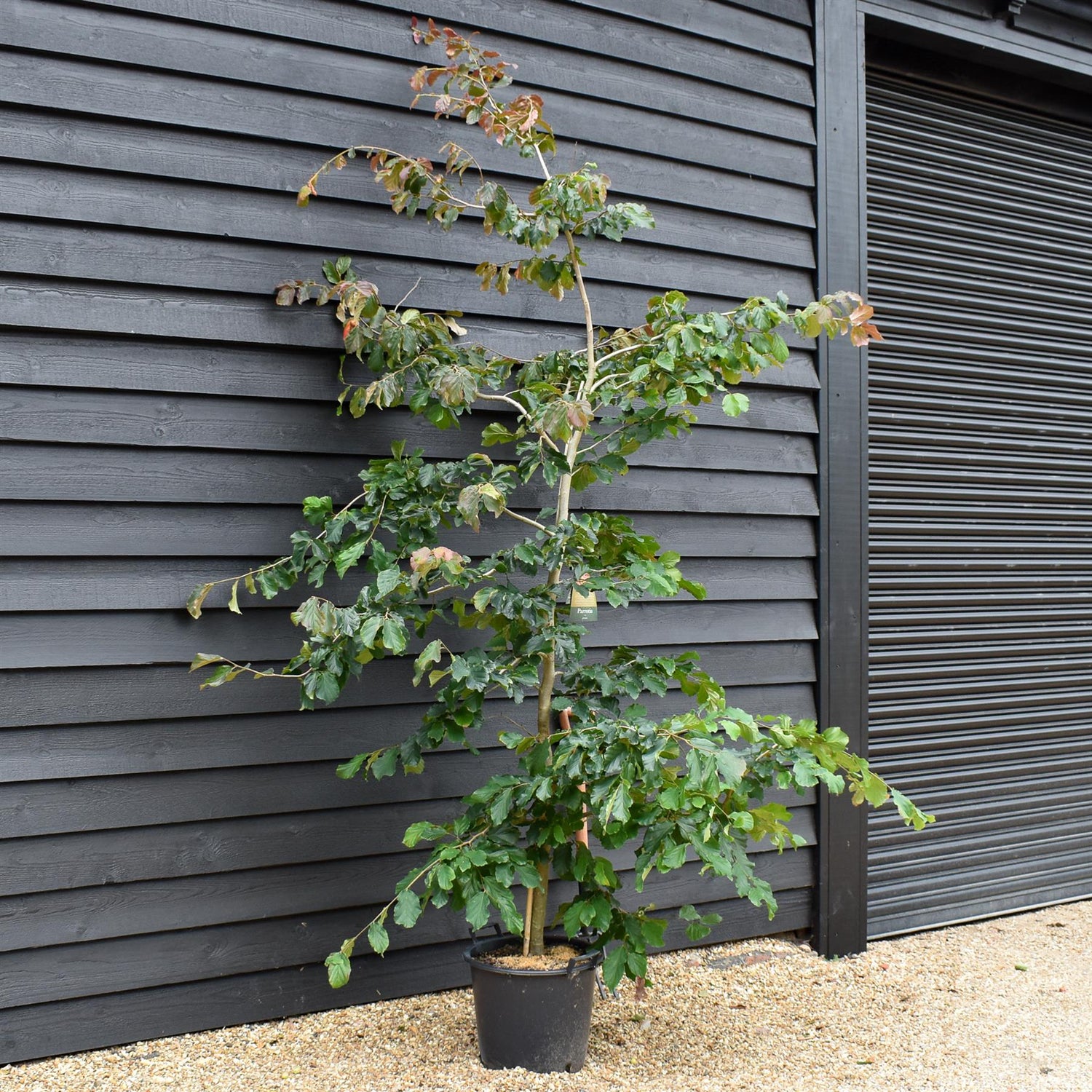 Parrotia persica | Iron Tree - Height 200-250cm - 30lt